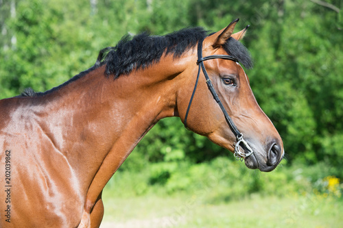 Tableau sur toile portrait of young  sportive stallion