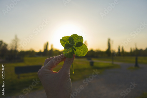 mano quadrifoglio parco luce tramonto photo