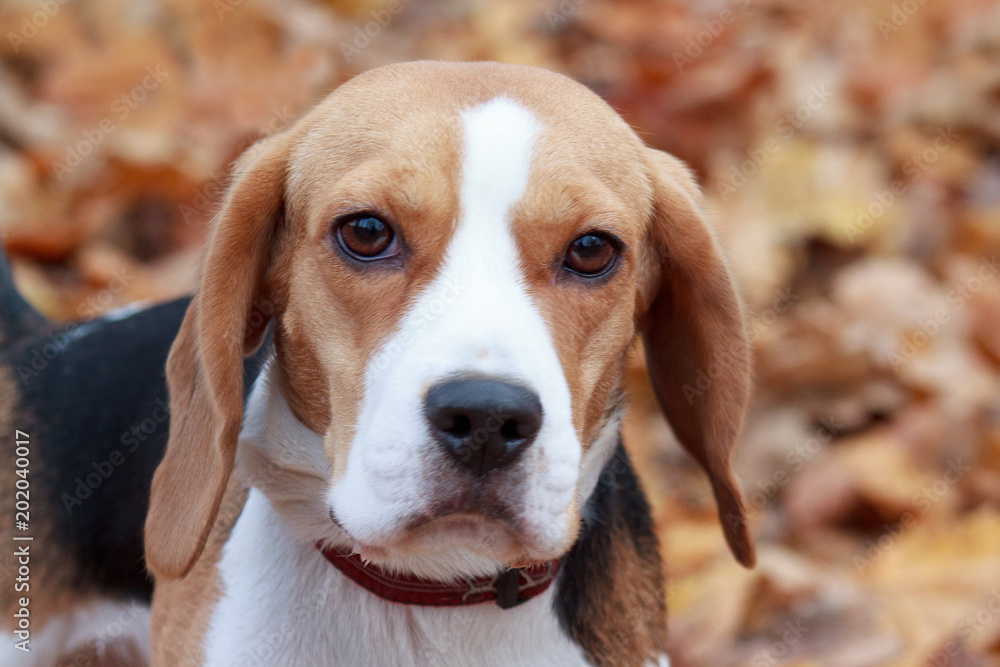 Young beagle is looking at the camera.