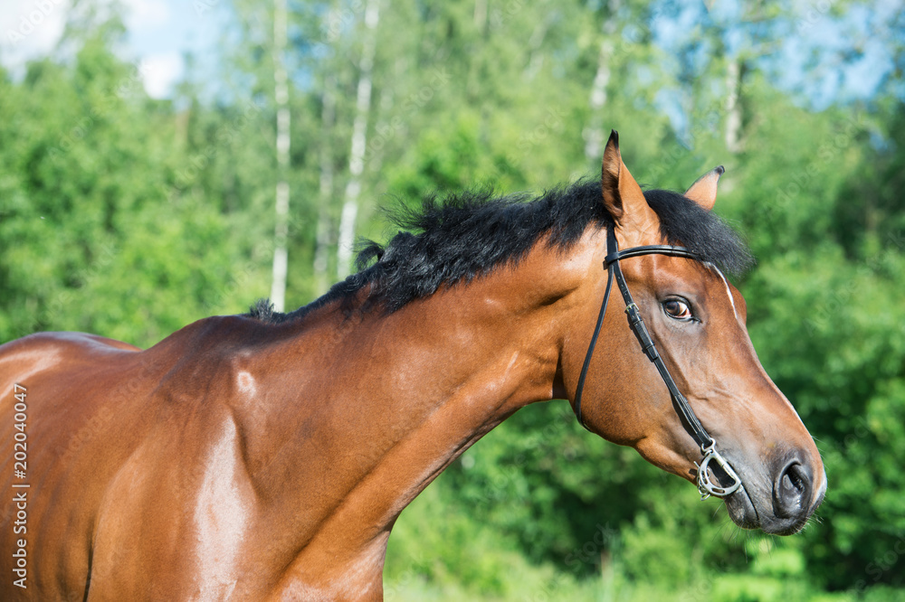 Obraz premium portrait of young sportive stallion