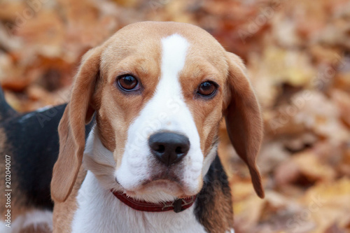 Young beagle is looking at the camera.