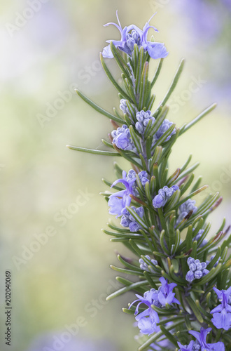 Rosemary flower