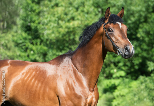 Foto portrait of young  sportive stallion