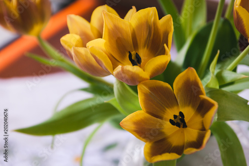 Gelbe Tulpen Schöne Blüten Frühlingsblüher Geöffnete Blüten