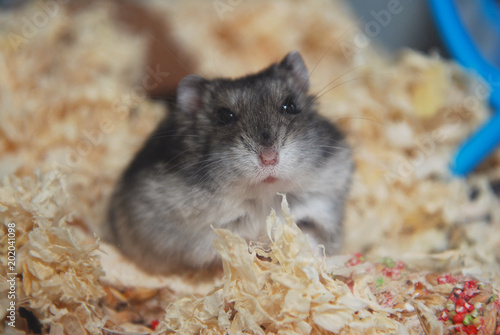 Gray Pet Hamster in Glass Aquarium close up Pet