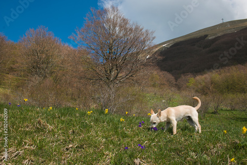 Fototapeta Naklejka Na Ścianę i Meble -  Piccolo cagnolino bianco annusa un fiore di montagna