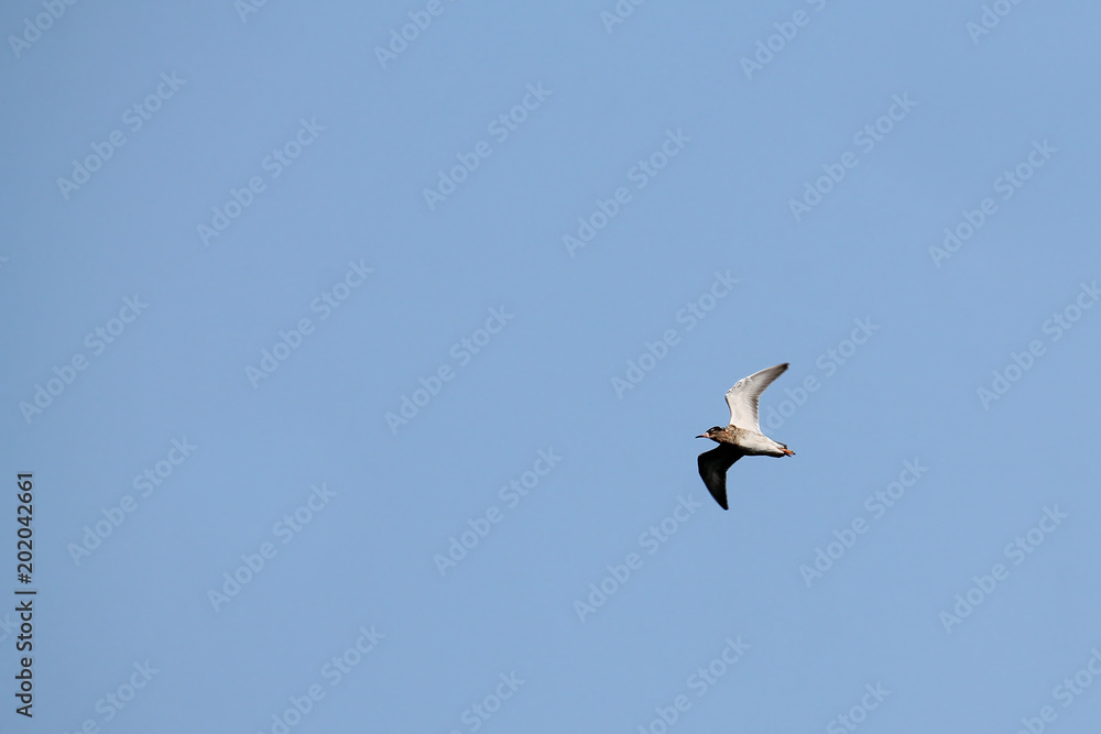 Flying ruff (Calidris pugnax) against clear blue sky