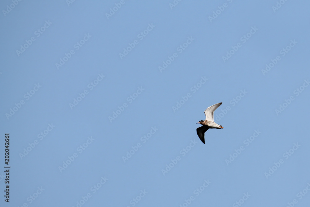 Flying ruff (Calidris pugnax) against clear blue sky Flying ruff (Calidris pugnax) against clear blue sky