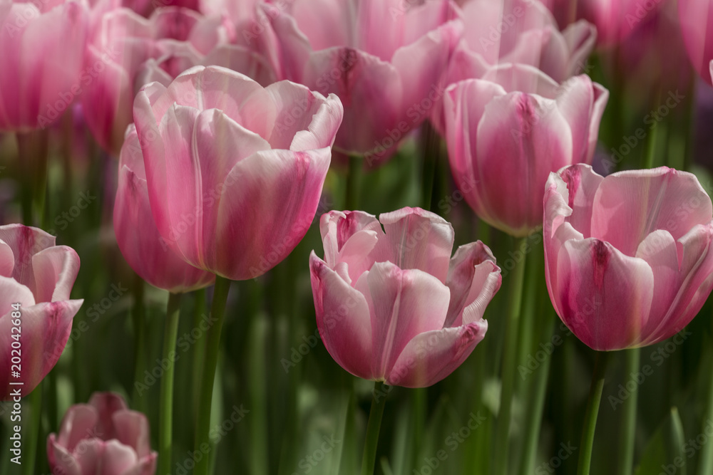 Fototapeta premium Keukenhof