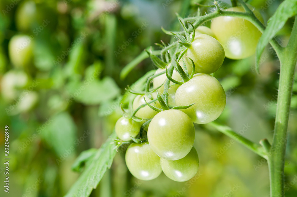 Green cherry tomatoes on a branch. Green cherry tomatoes on a branch.