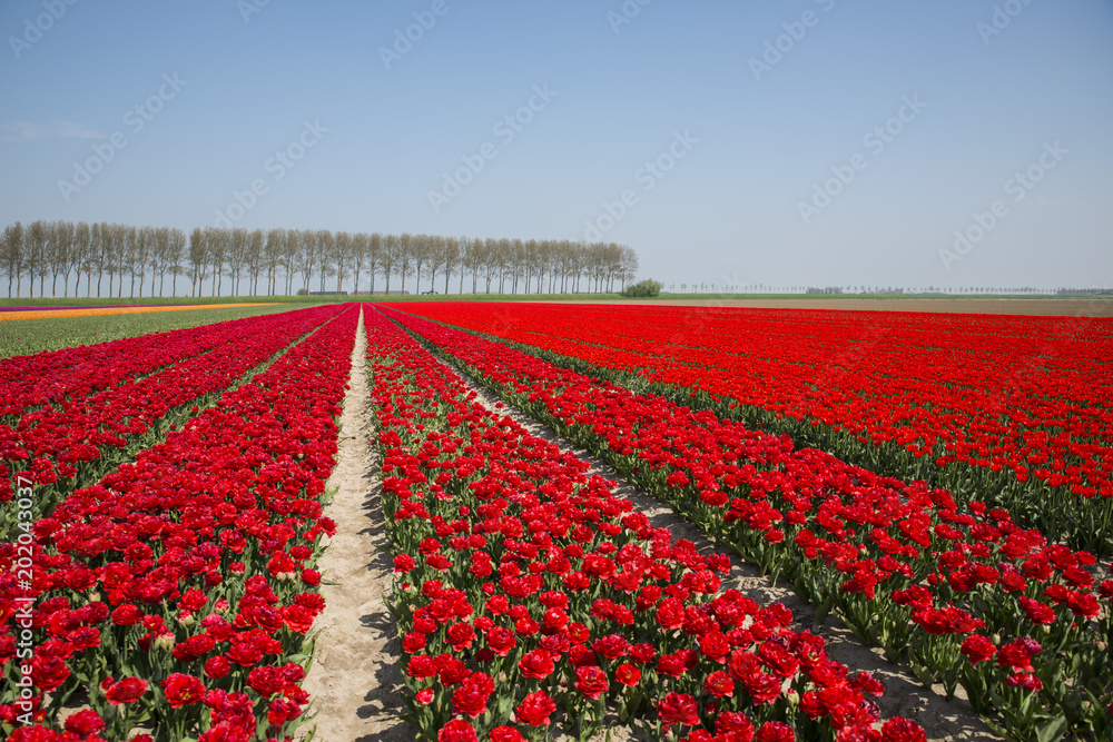 field of red and yellow tulips in holland