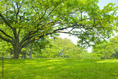 公園 木陰