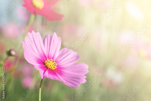 Beautiful purple cosmos flower in garden with sunlight and blue sky