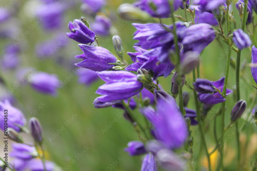 Fleur violette Fleur violette
