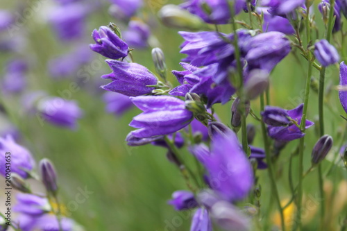 Fleur  violette