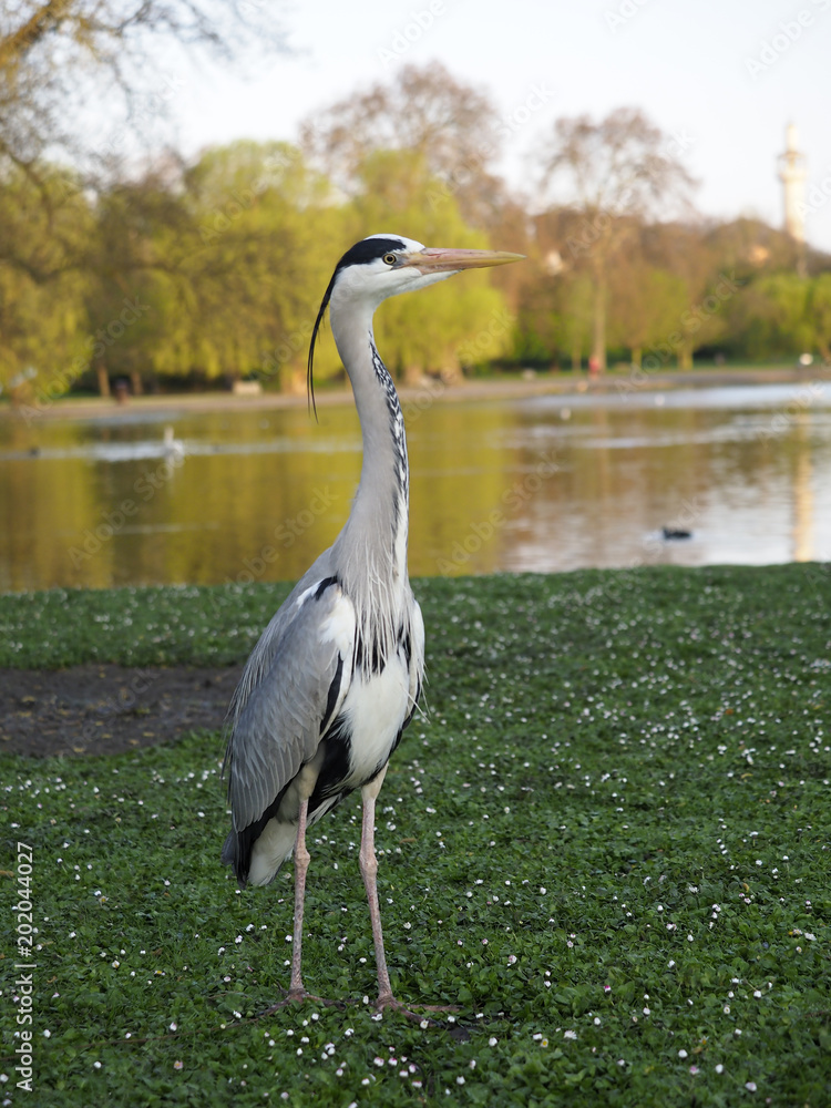 Naklejka premium Grey heron. Ardea cinerea