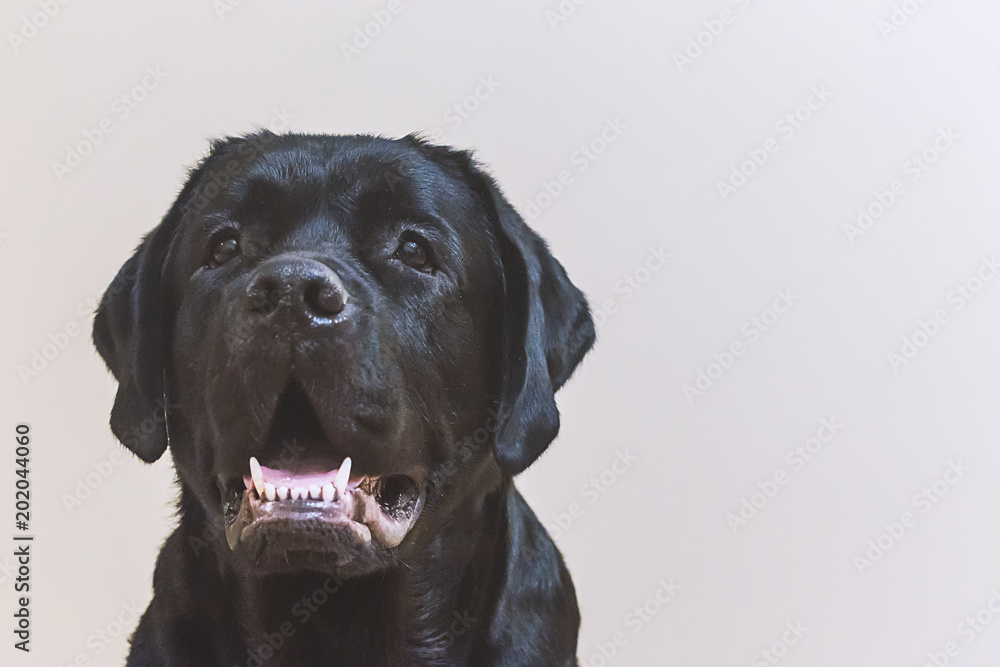 Portrait of young black labrador Portrait of young black labrador