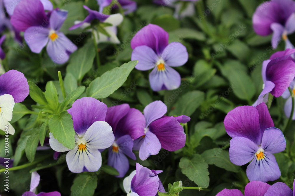 Purple and Lavender Violet Flower Blooms Purple and Lavender Violet Flower Blooms