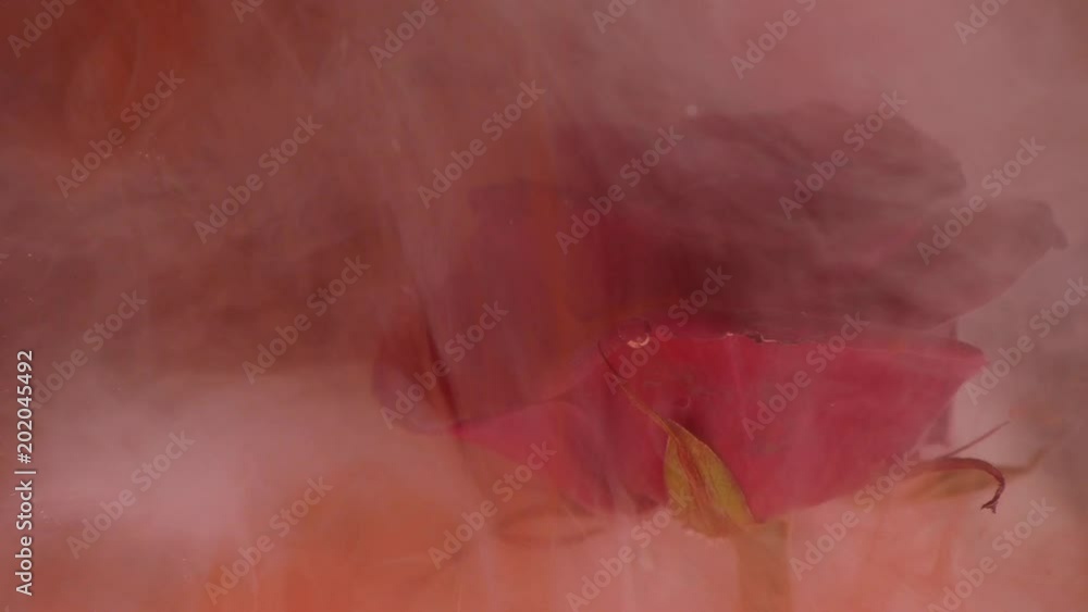 Flower with ink abstract on black background Flower with ink abstract on black background