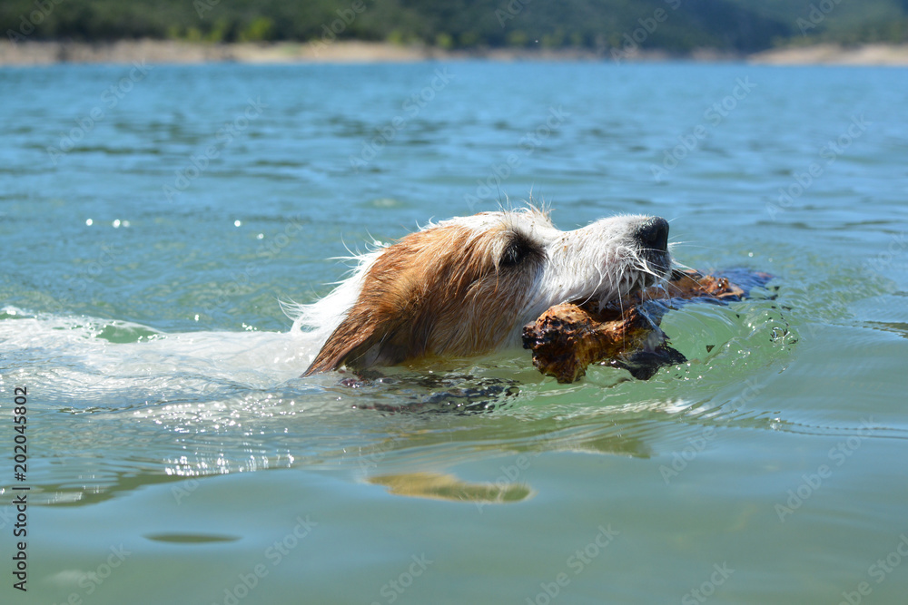 JACK RUSSELL DOG SWIMMING AND CARRYING STICK IN MOUTH JACK RUSSELL DOG SWIMMING AND CARRYING STICK IN MOUTH