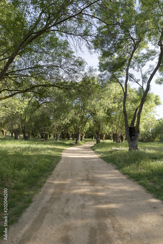 Dirt road through a forest with leafless trees in winter 