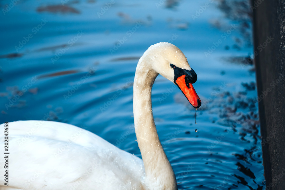 Fototapeta premium close up portrait of white swan on the water lake