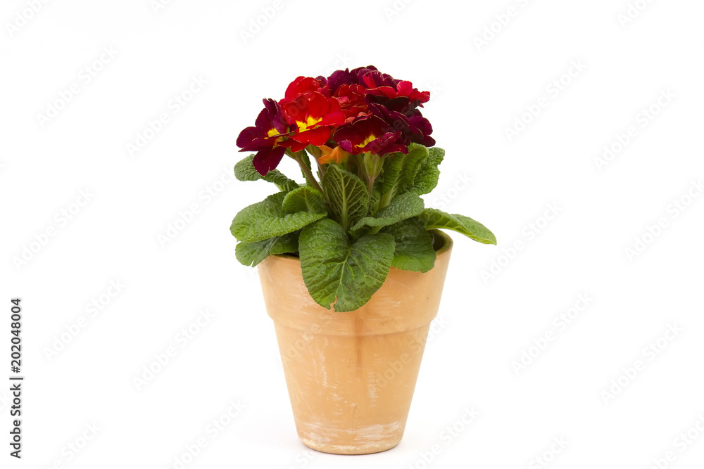 Blossoming red primrose in a flower pot Blossoming red primrose in a flower pot