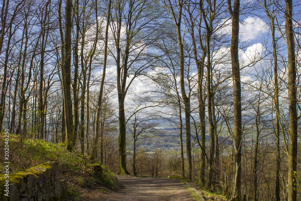 Fototapeta premium Spring Forest Hiking trail Rheinsteig in Siebengebirge Germany