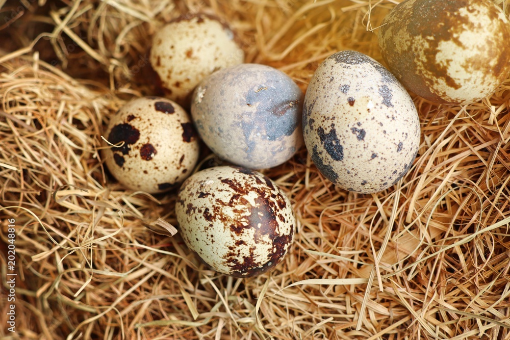 quail eggs in nest quail eggs in nest