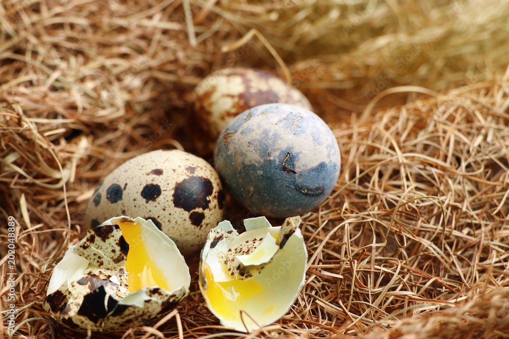 Obraz premium quail eggs in nest