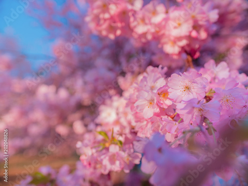 Cherry Tree flowers