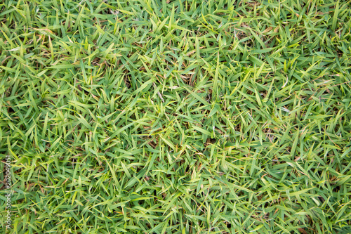green grass texture natural background