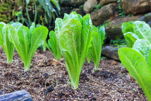 Принти на полотні Romain or cos lettuce plant in organic garden