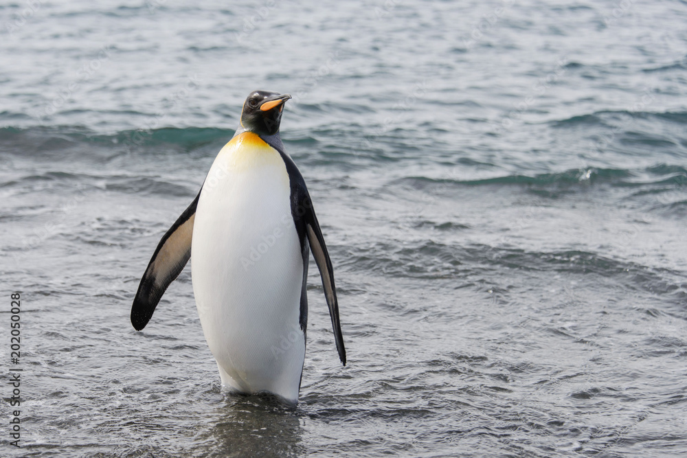 Obraz premium King penguin going from sea