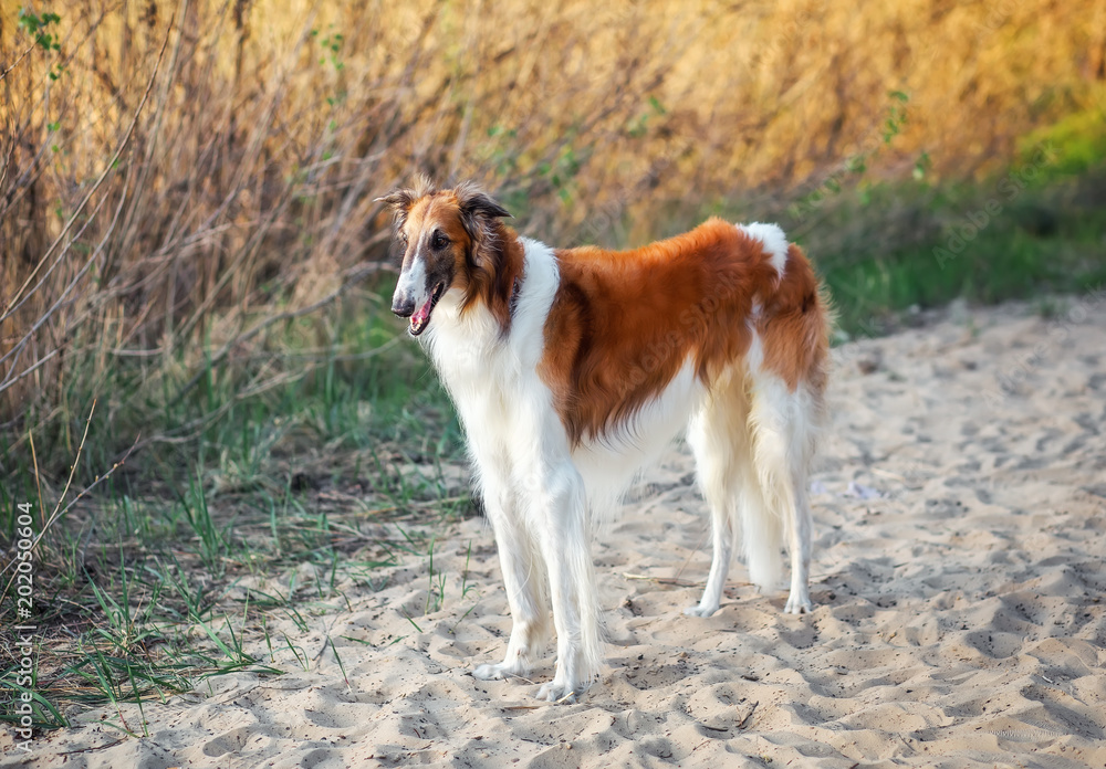 Russian Wolfhound Dog, Borzoi on the sand, Sighthound, Russkaya Psovaya Borzaya, Psovi. Killer of wolves. One of the fastest hunting dogs in the world. Springtime, Outdoors, Close Up Portrait. Russian Wolfhound Dog, Borzoi on the sand, Sighthound, Russkaya Psovaya Borzaya, Psovi. Killer of wolves. One of the fastest hunting dogs in the world. Springtime, Outdoors, Close Up Portrait.