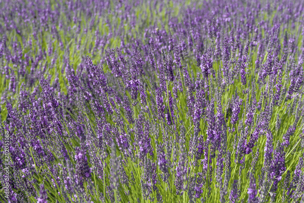 Sunlit lavender field in the summer, background. Lavender farm in Netherlands