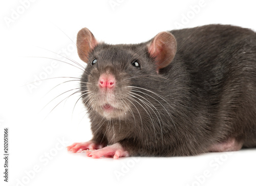Grey rat closeup