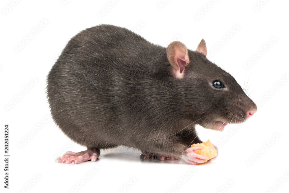 Gray rat with cheese Gray rat with cheese