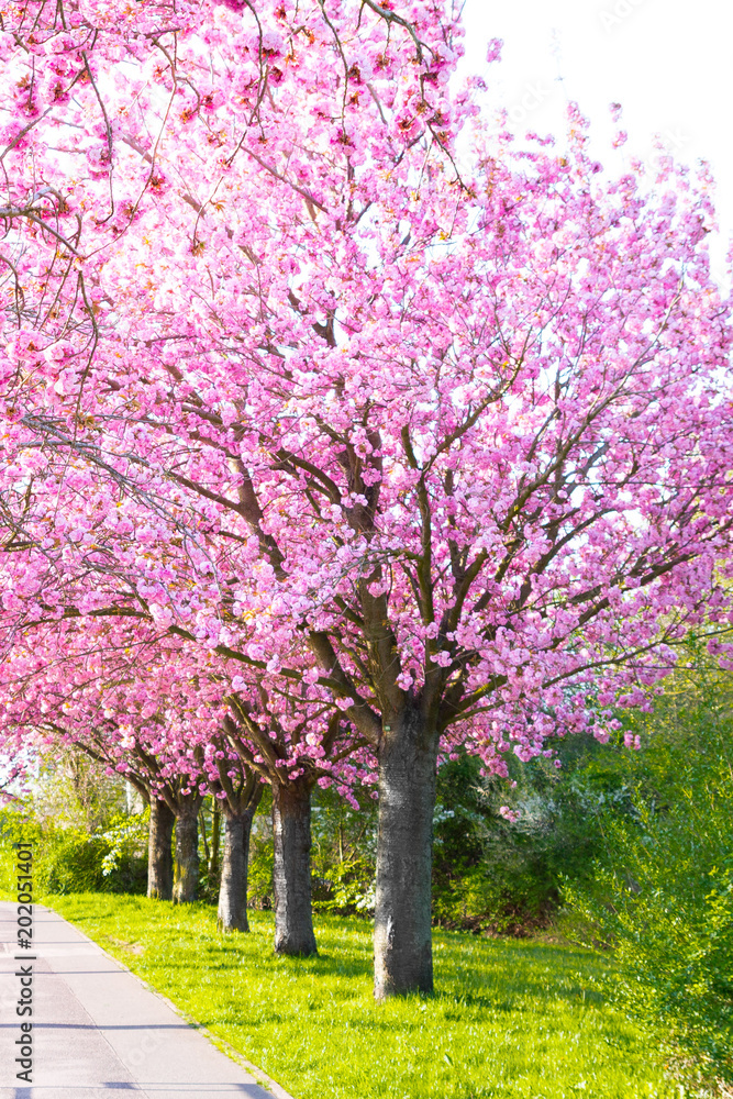 Kirschblüte - Sakura