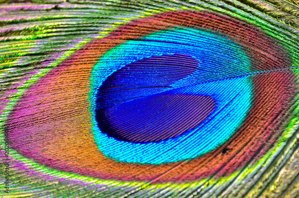 Fototapeta premium peacock feather close up
