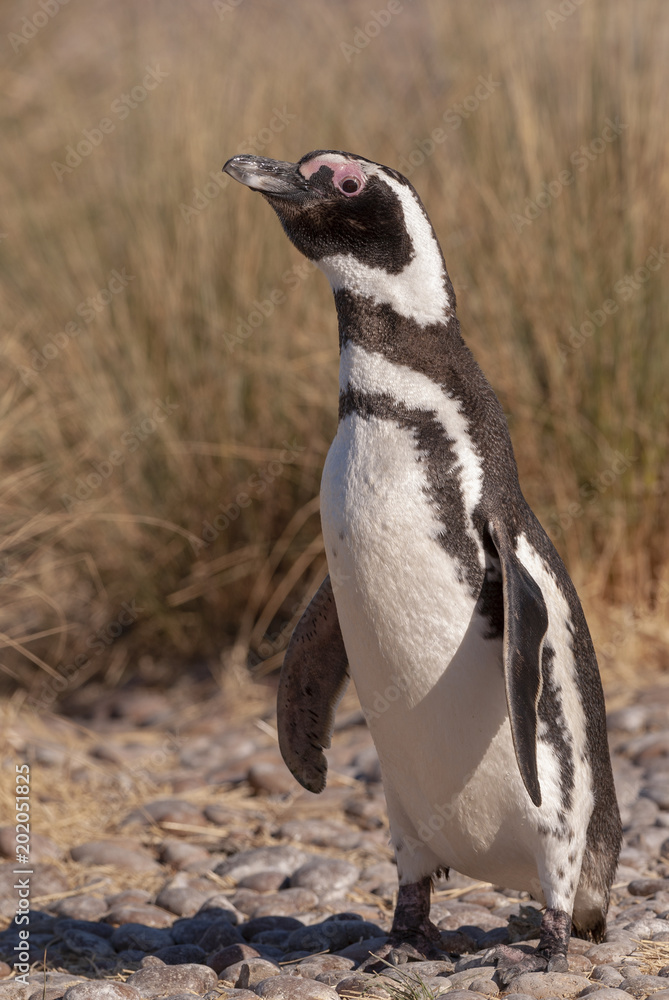 Obraz premium Magellan Penguin (Spheniscus magellanicus) in Patagonia