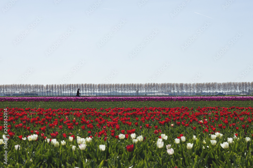 Dutch springtime landscape with tulip fields