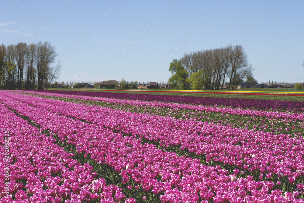 Dutch landscape with tulips fields Dutch landscape with tulips fields