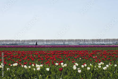 Dutch springtime landscape with tulip fields © Azahara MarcosDeLeon