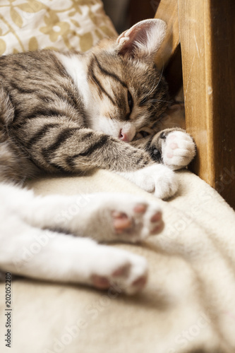 Young cute cat sleeping on the couch