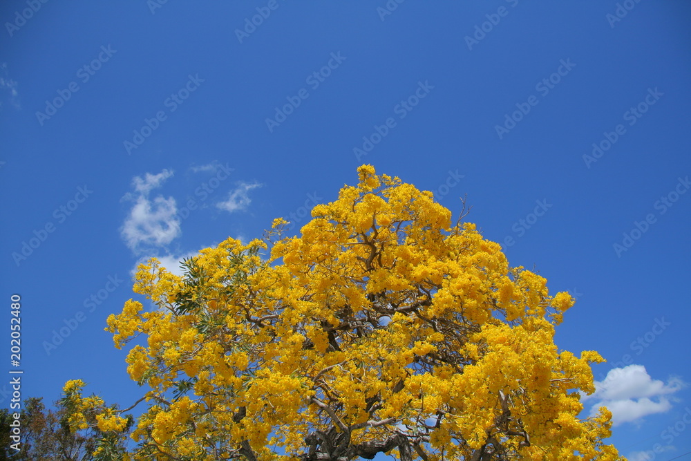 Yellow Golden Tabebuia Tree Blossoms on Tree Branches in April in Florida