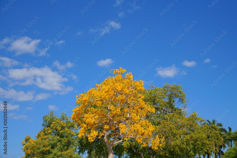 Yellow Golden Tabebuia Tree Blossoms on Tree Branches in April in Florida Yellow Golden Tabebuia Tree Blossoms on Tree Branches in April in Florida
