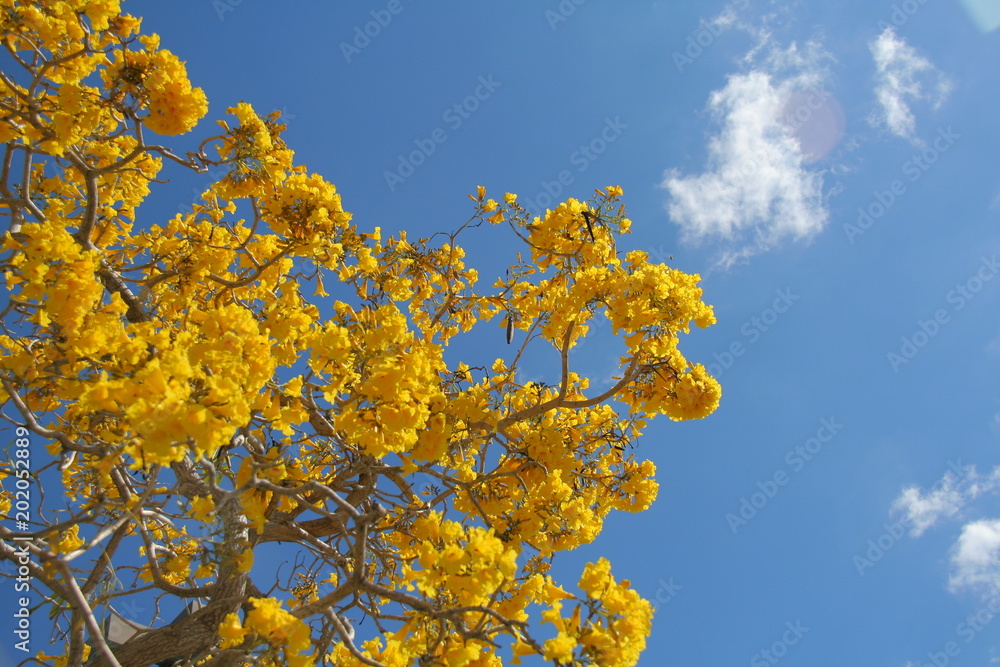 Fototapeta premium Yellow Golden Tabebuia Tree Blossoms in Front of Blue Sky with White Scattered Clouds in April in Florida