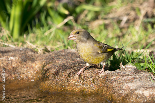 European greenfinch female bird standing at the edge of some water getting ready to drink