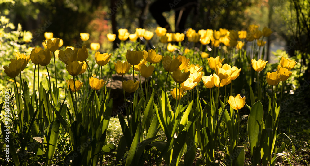 Fototapeta premium Natural background, tulip in park, blooming spring